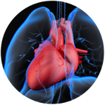 cardiovascular-indicator